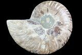 Agatized Ammonite Fossil (Half) - Madagascar #83843-1